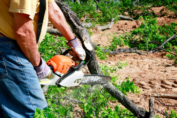 Tree Branch Trimming in Lake Forest, CA